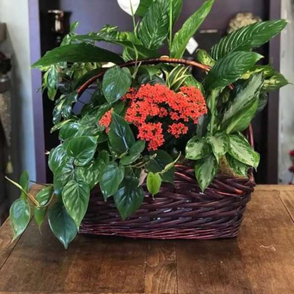 Basket arrangement with white peace lilies, red flowers, and lush green plants