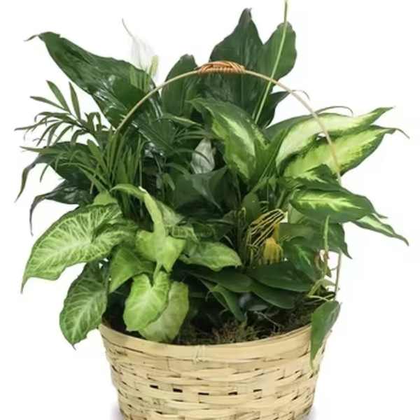 Basket of assorted green houseplants with broad leaves