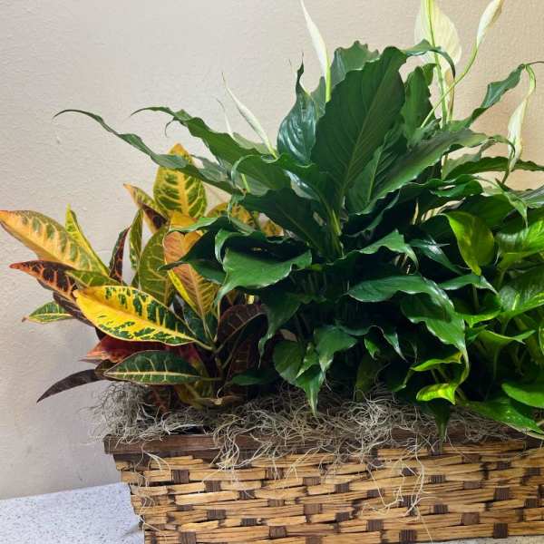 Mixed potted plants in a woven basket planter