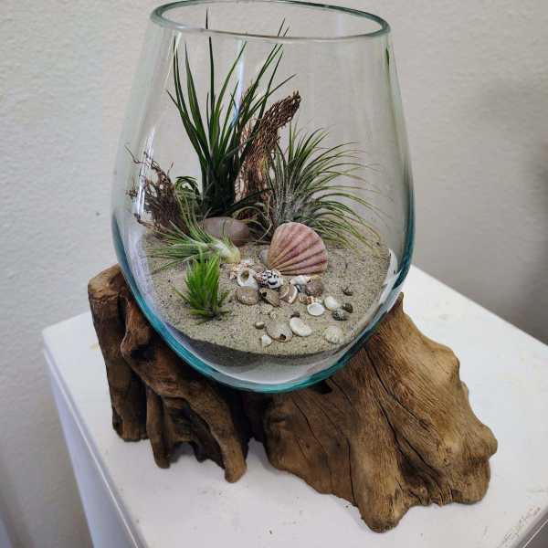Glass terrarium with small air plants, sand, and seashells on driftwood