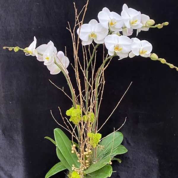White orchid arrangement in a gray pot with branches and green leaves