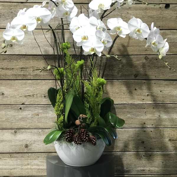 White orchid arrangement in a white bowl with pinecones