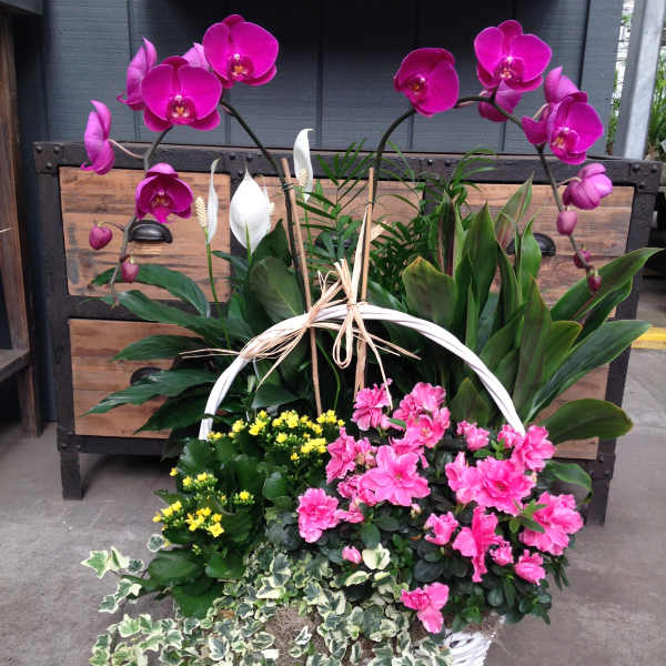 Basket of pink orchids, white peace lilies, and pink flowers with trailing ivy