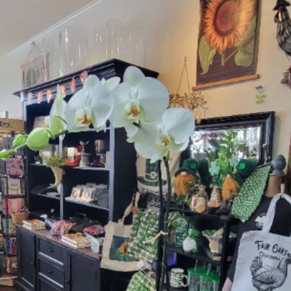 Beautiful Potted Orchid