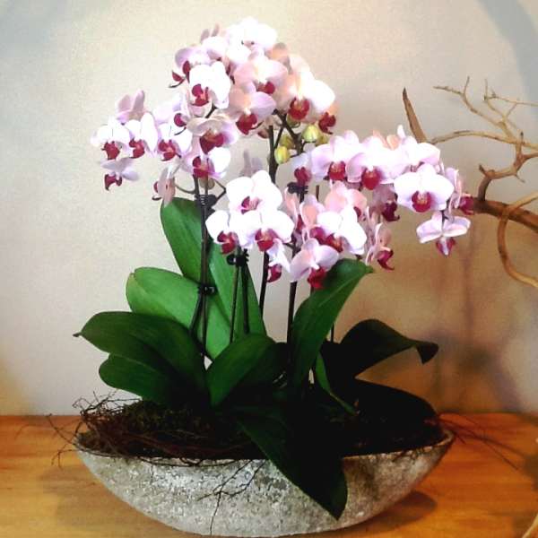 Potted orchid arrangement with pink and white blooms in a shallow stone bowl