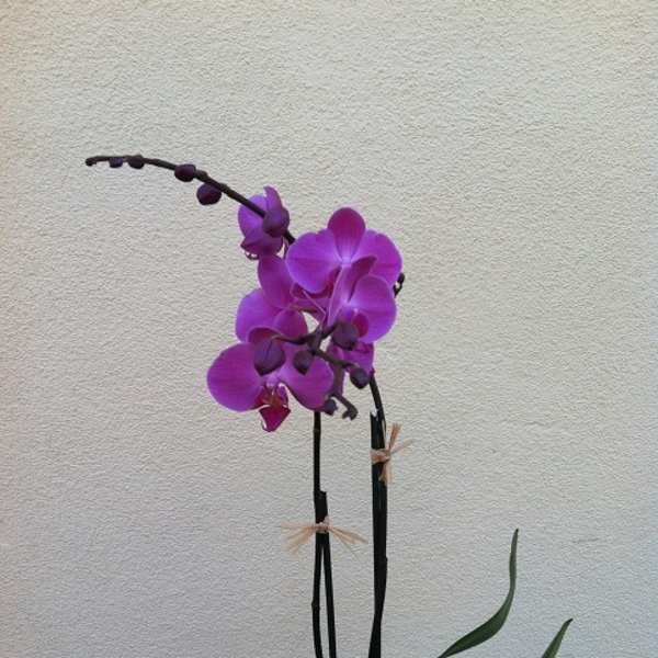 Purple orchid plant with arching blooms in a pot