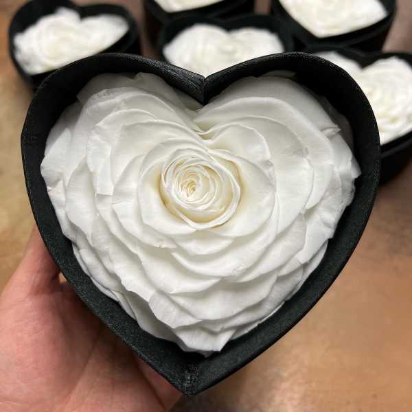 White rose in a black heart-shaped box