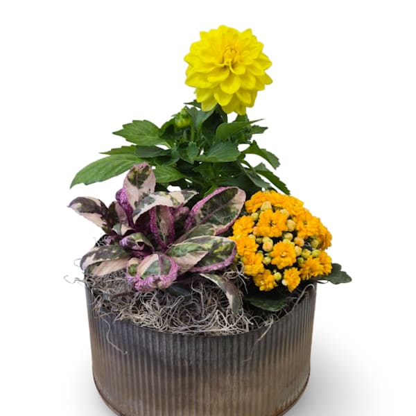 Galvanized Dish Garden