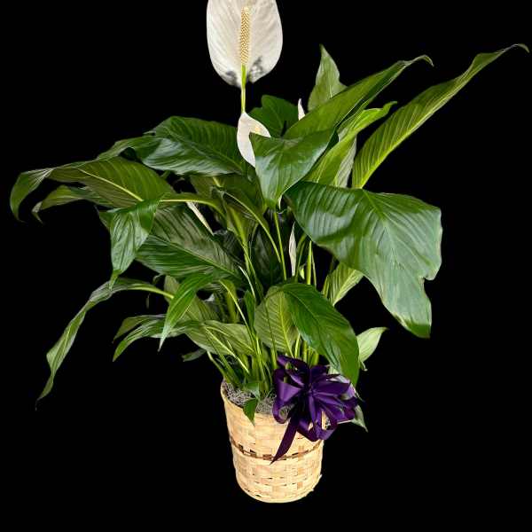 Potted peace lily with white blooms in a woven basket