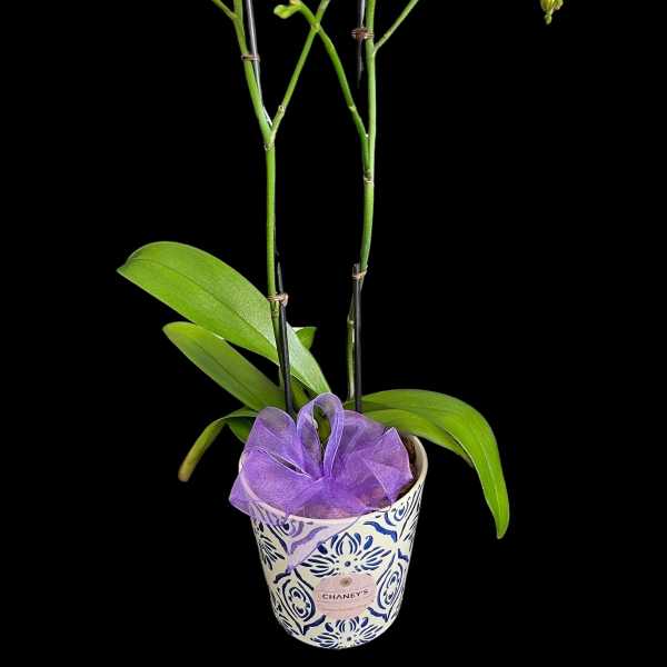 Potted pink orchid with a purple ribbon in a patterned ceramic pot