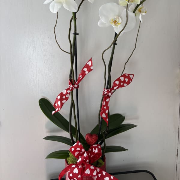 White orchids in a red pot with heart-patterned ribbon