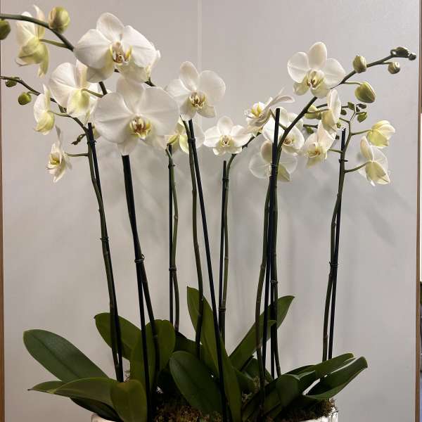 White orchids in a textured white planter