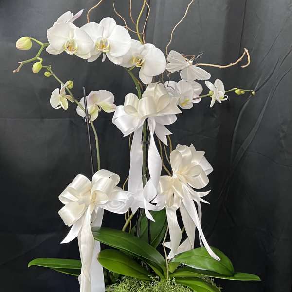 White orchids arranged in a white pot with ribbon bows and curly branches