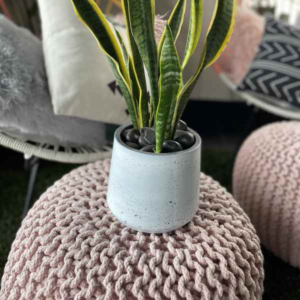 Potted snake plant in a white ceramic pot with black stones