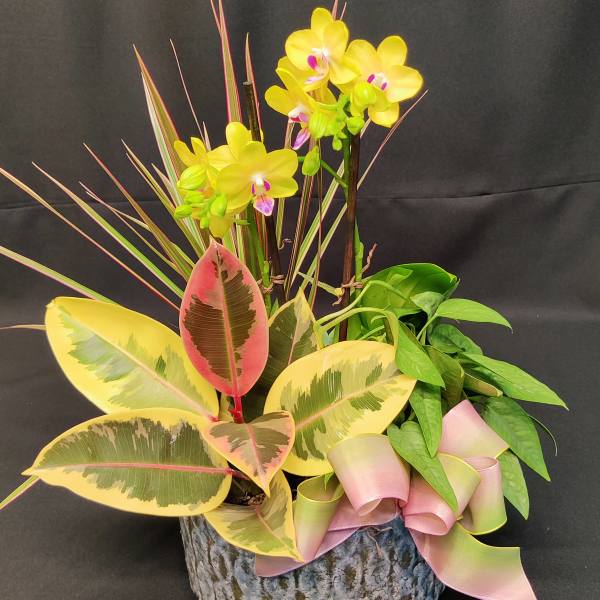 Potted orchid arrangement with variegated rubber plant leaves and a pink ribbon