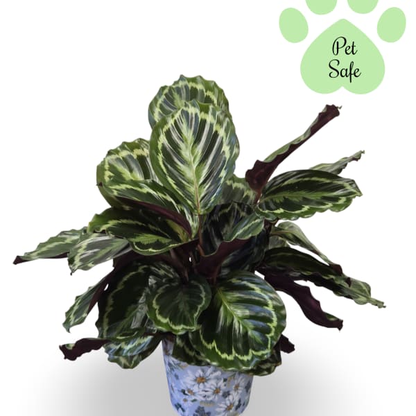 6" Calathea Plant