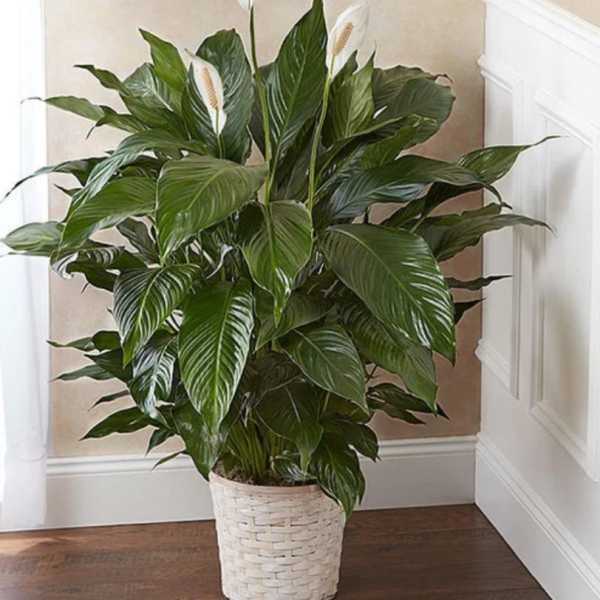 Potted peace lily plant with white blooms in a woven basket