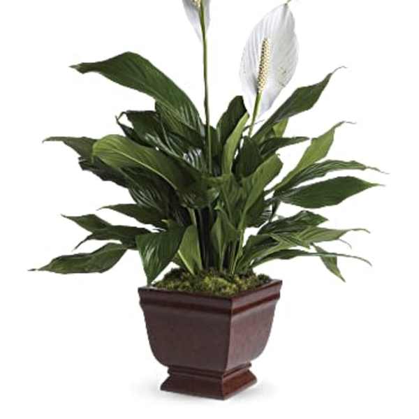 Potted peace lily plant with white blooms in a brown planter