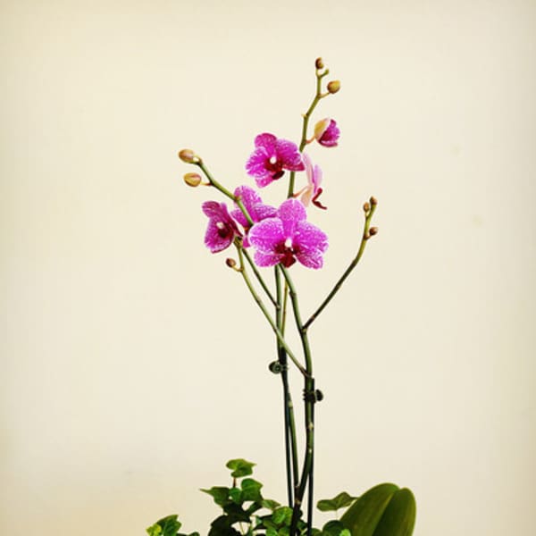 Pink orchids in a silver pot with ivy and broad green leaves