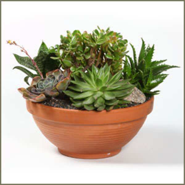 Succulent arrangement in a terracotta bowl planter