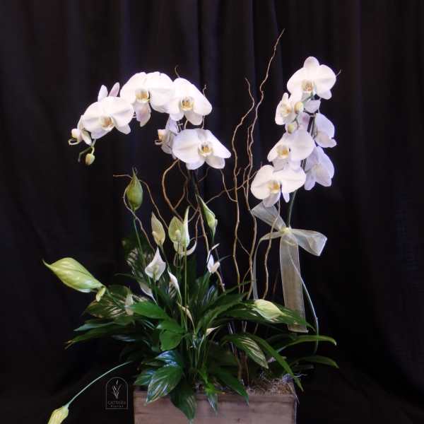 White orchids arranged in a wooden box with green foliage and curly branches