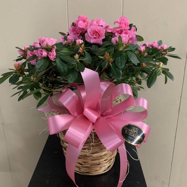Pink flowering plant in a wicker basket with a large pink ribbon
