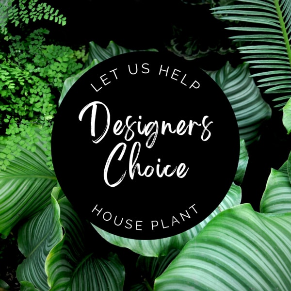 Black circular logo over green tropical leaves with the words "Designers Choice"