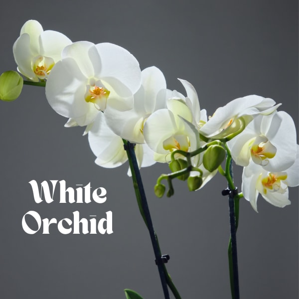 White orchid blooms on long stems against a gray background.