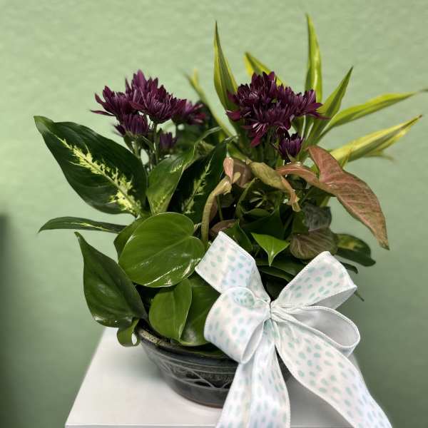 Potted plant arrangement with purple blooms and a white polka-dot ribbon