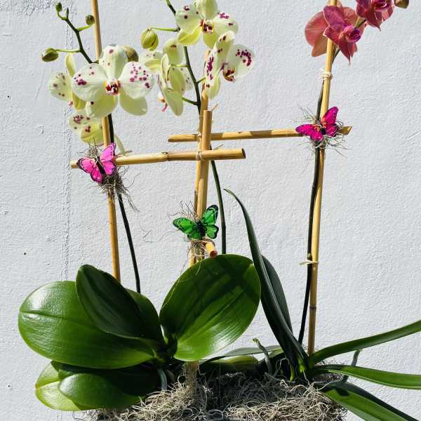 Potted orchids with white and pink blooms in a black container