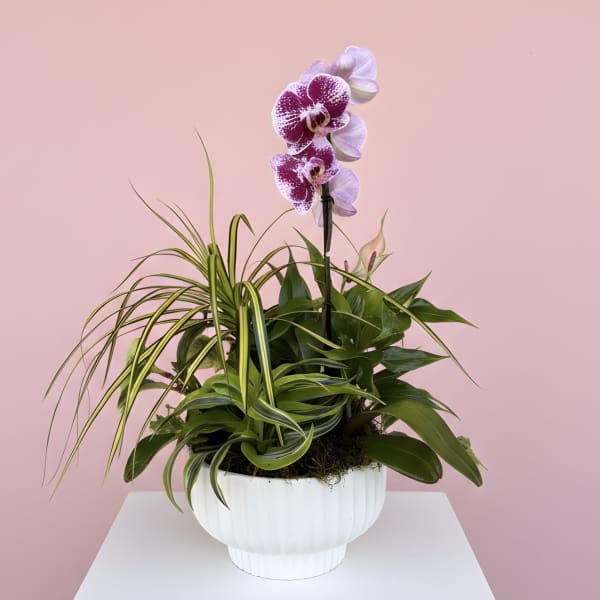 Mixed green houseplants with a pink and white orchid in a white bowl planter on a white pedestal.