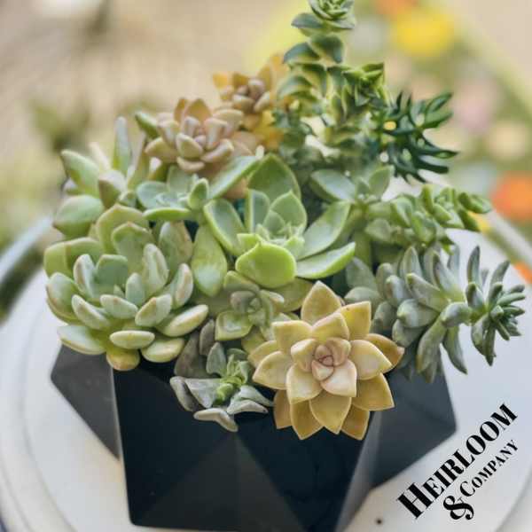 Arrangement of assorted succulents in a black geometric container