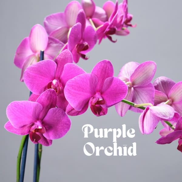 Purple orchid blooms on arching stems against a gray background
