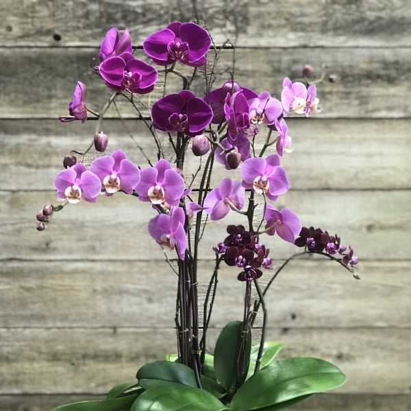Purple orchid arrangement in a square gray planter