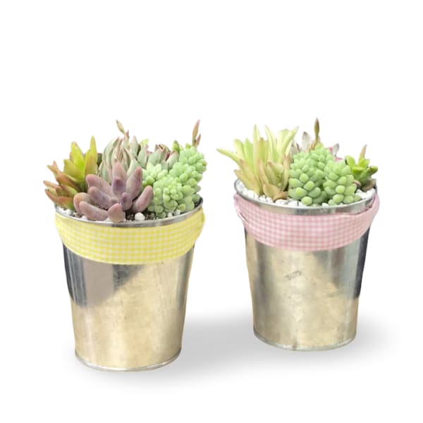 Summer tin of succulents