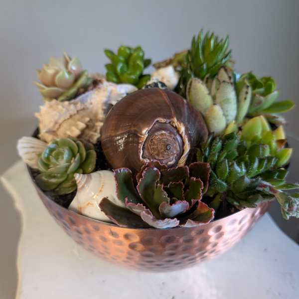 Succulent garden in a hammered copper bowl accented with assorted seashells and a large spiral shell.