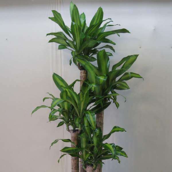 Tall potted dracaena plant with glossy green leaves in a black container