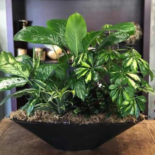 Mixed green houseplants in a black bowl planter on a table