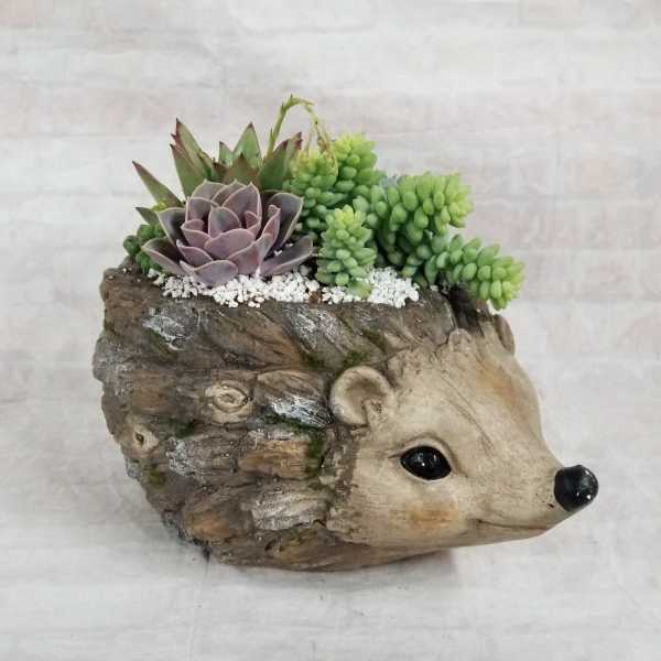 Round Hedgehog Succulent Planter