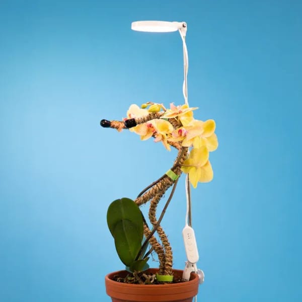 Mossify LED Plant Light