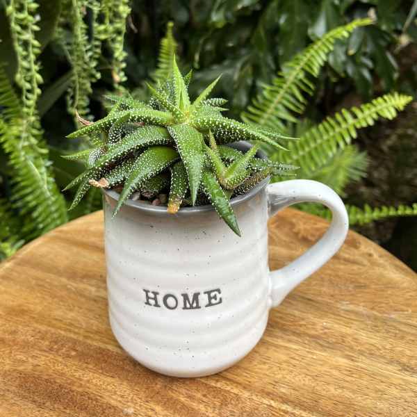 Succulent in a white mug-shaped planter labeled HOME