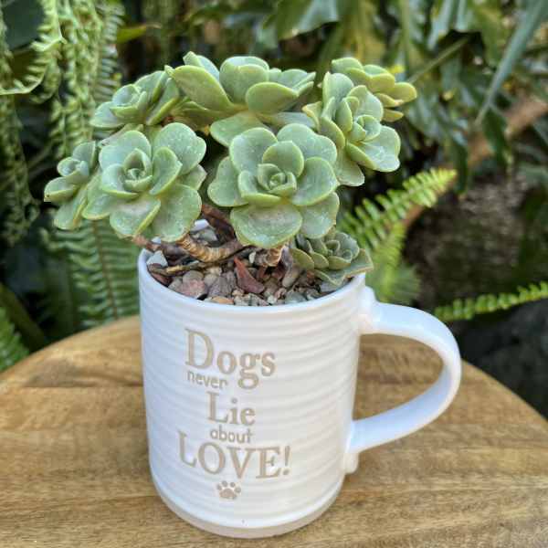 Succulent plant in a white mug with text on the front