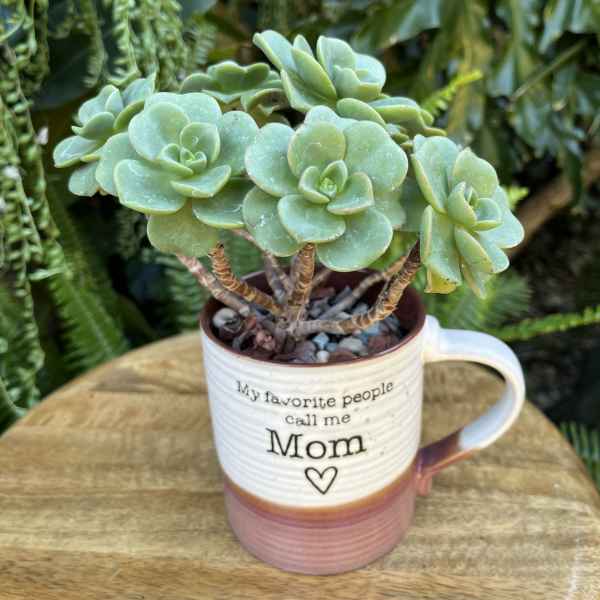 Potted succulent in a mug with "Mom" text