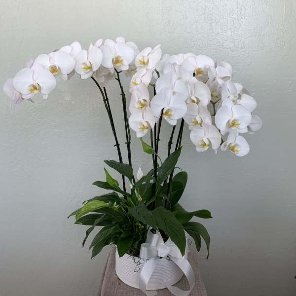 White orchid arrangement in a white pot with a ribbon