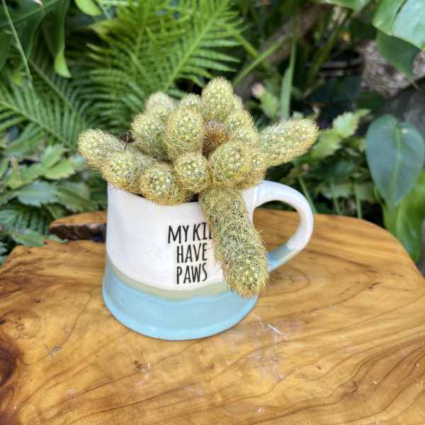 Potted cactus arrangement in a white mug with text