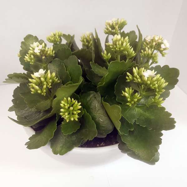 Potted succulent plant with thick green leaves and small white flowers
