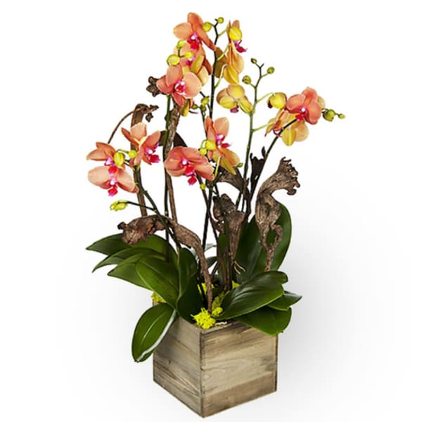 Orchid arrangement in a wooden cube planter