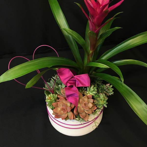 Pink Bromeliad Planter with Succulents