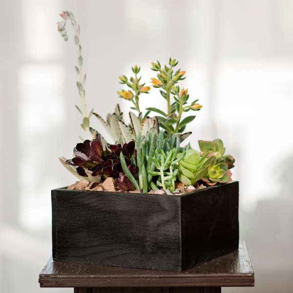 Succulent arrangement in a black square planter