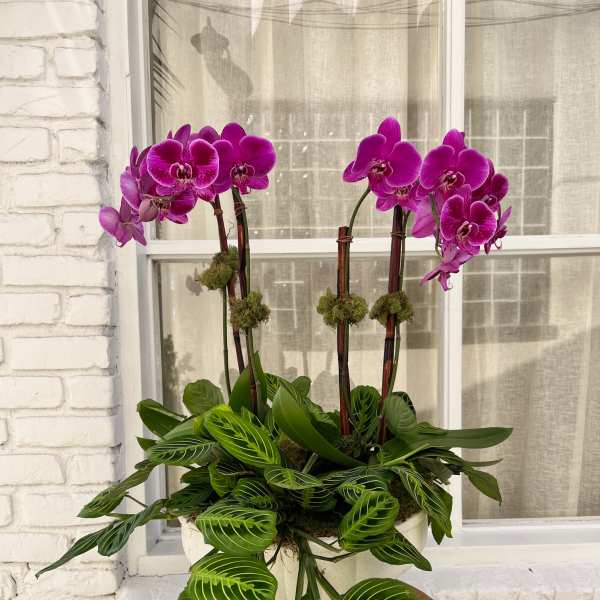 Potted orchids with bright purple blooms and trailing green foliage